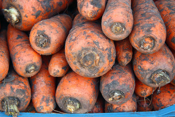 Fresh carrots on the market