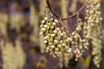 春に咲くキブシの花