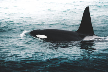 Orca Killer whale near the Iceland mountain coast during winter. Orcinus orca in the water habitat,...