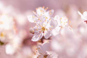 Fototapeta premium Pink sakura flower bloom in spring season. Vintage sweet cherry blossom soft tone texture background.