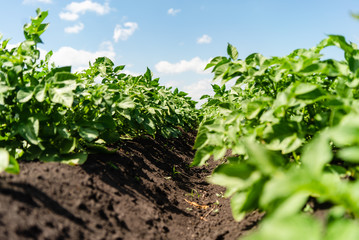 potato field rows with green bushes, close up.