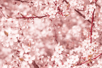 Obraz premium Pink sakura flower bloom in spring season. Vintage sweet cherry blossom soft tone texture background.