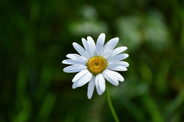 Spring white daisy flower in a good mood