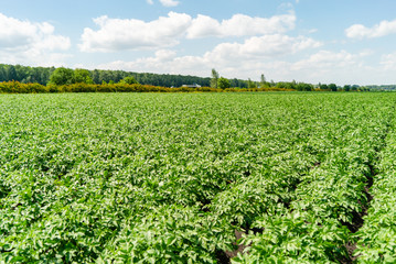 potato field rows with green bushes, close up.