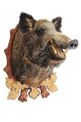Wild boar head hunter trophy hanged on wooden frame with decorative leaves and acorns, white background