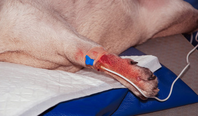 Sick dog with an Infusion therapy in a veterinary clinic (concept veterinarian)