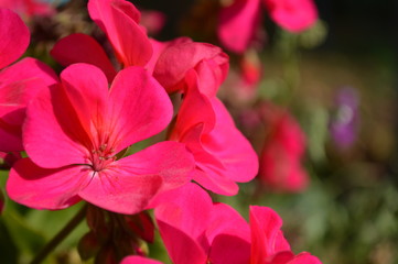 flower in the garden