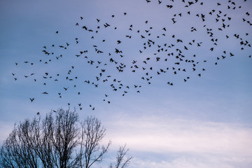 Birds flying away