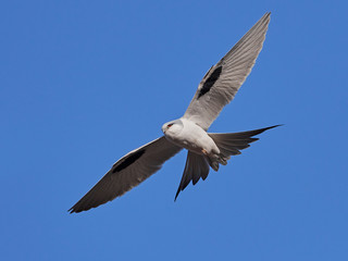 African swallow-tailed kite (Chelictinia riocourii)