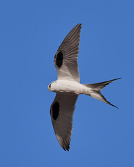 Obraz premium African swallow-tailed kite (Chelictinia riocourii)