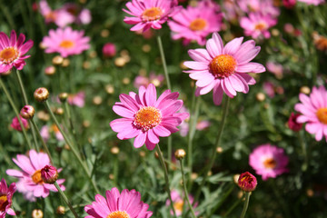 Fototapeta premium Pink wildflower daisies in a garden or field