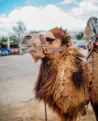 Camel in Cappadocia Turkey. Entertainment and Vacation in Cappadocia Turkey. This is traditional activity ; riding Camel. 