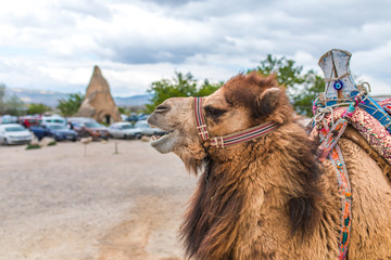 Camel in Cappadocia Turkey. Entertainment and Vacation in Cappadocia Turkey. This is traditional activity ; riding Camel. 
