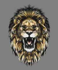 Hand drawn sketch of lion head in color isolated on gray background. Detailed vintage style drawing. Vector illustration for posters and print