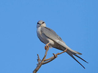 African swallow-tailed kite (Chelictinia riocourii)