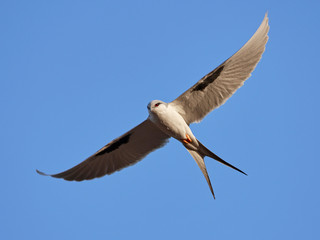African swallow-tailed kite (Chelictinia riocourii)