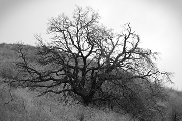 Petrified tree - Black and white