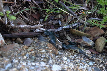 scorpion