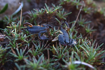 scorpion