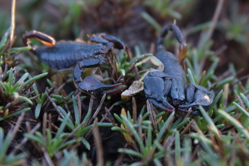 scorpion