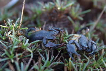 scorpion