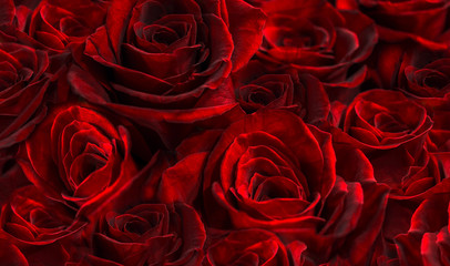 buds scarlet roses closeup.