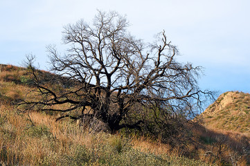 Fototapeta premium petrified tree