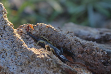 scorpion