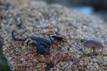 scorpion
