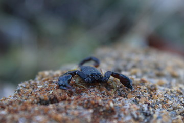 scorpion
