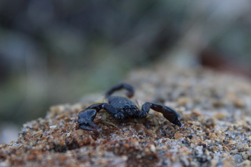 scorpion