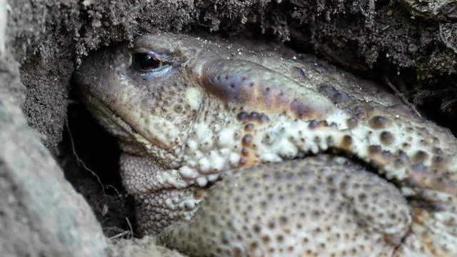 toad that slumbers in its den, the common toad, European toad, Bufo bufo an amphibian found throughout most of Europe