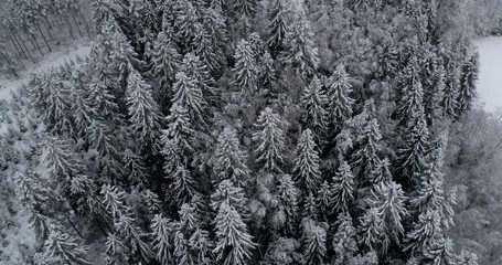 Drone shot, above dark, snowy trees, in the scandinavian woodlands, at a blizzard, on a gloomy, winter, day, in Uusimaa, Finland