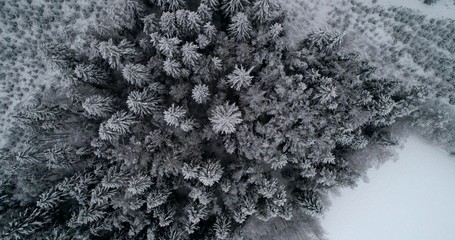 Drone shot, above wintry trees, in the scandinavian woodlands, on a snowstorm, at a moody, winter, day, in Uusimaa, Finland