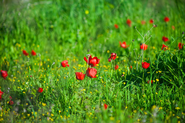 Spring meadow with anemones