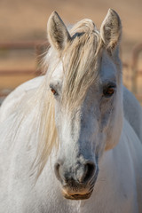 Scottish Highland Pony (Equus caballus)