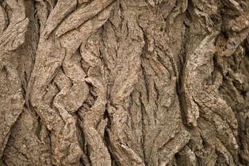 Baum im Detail
