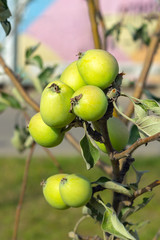 Apple tree with ripening apples in the orchard