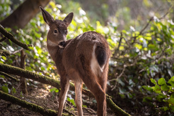 Close-up of a white-tailed deer in the forest