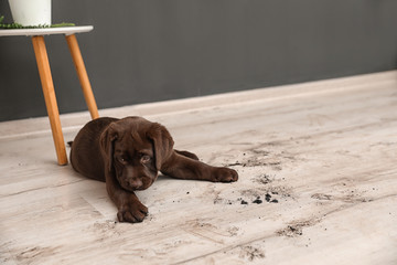 Chocolate Labrador Retriever puppy and dirt on floor indoors