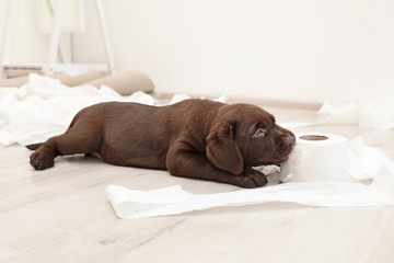 Cute chocolate Labrador Retriever puppy and torn paper on floor indoors