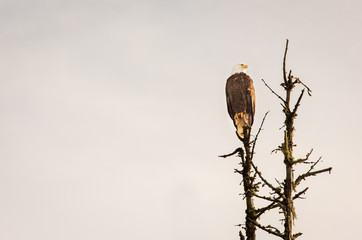Bald Eagle perched on a tree
