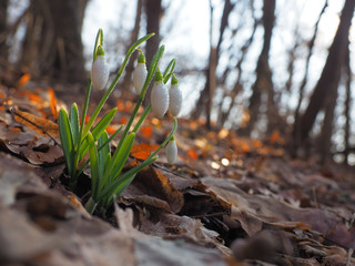 Snowdrop or common snowdrop (Galanthus nivalis) flowers