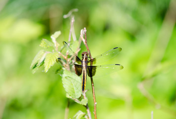 Widow Skimmer Dragonfly on a Twig