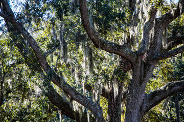 Spanish Moss in Oak LImbs