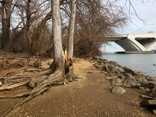 Fototapeta na wymiar Wilson bridge and Potomac river with rocks and shore and tree that was struck by lightning