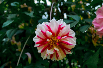 White with red spots flower