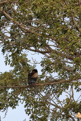 bateleur