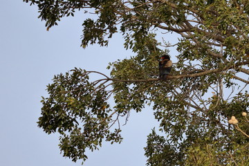 bateleur