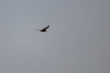 bateleur